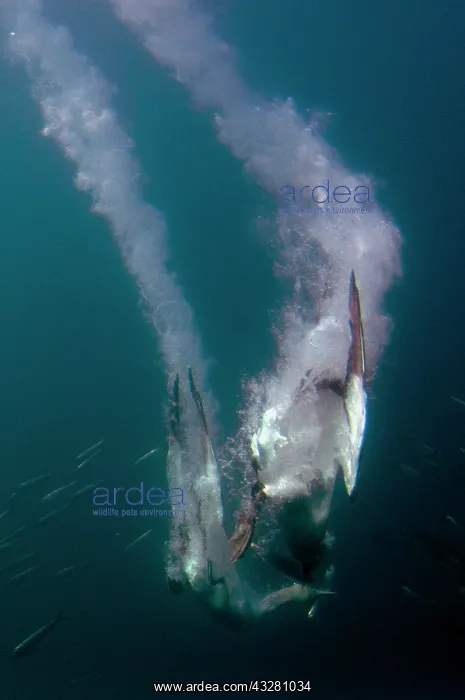 : Cape Gannets - Endangered - with plumes from diving : Cape Gannets - Endangered - with plumes from diving