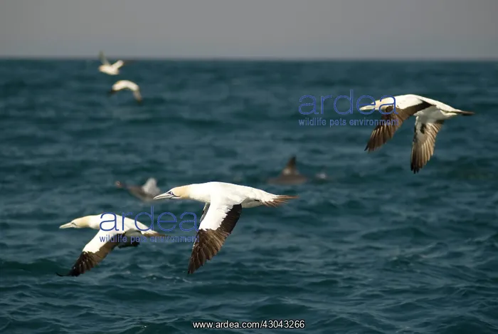  : Cape Gannets flock in flight