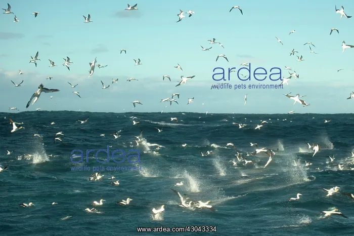 : Cape Gannets flying and diving into water to catch : Cape Gannets flying and diving into water to catch