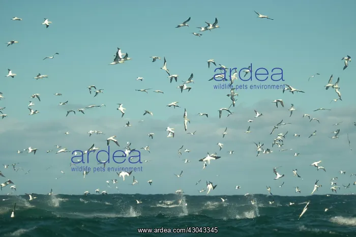 : Cape Gannets flying and diving into water to catch : Cape Gannets flying and diving into water to catch