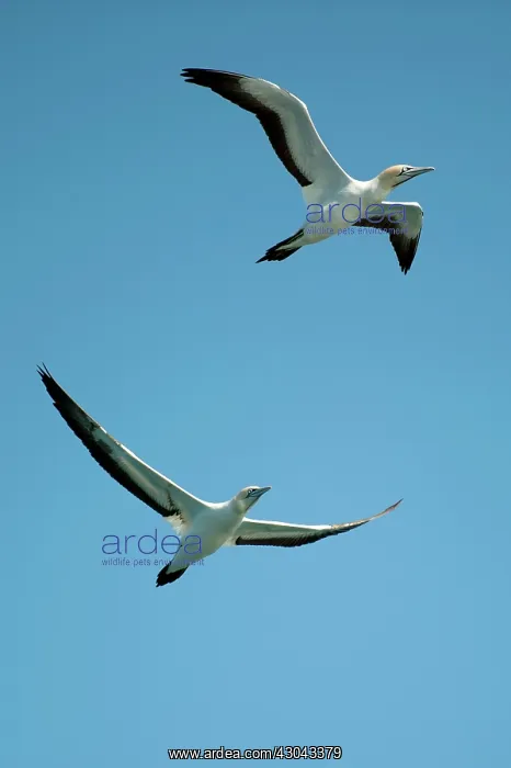  : Cape Gannets pair flying