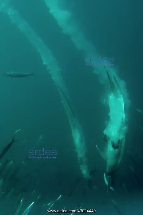 : Cape Gannets plume by diving into baitball (school : Cape Gannets plume by diving into baitball (school