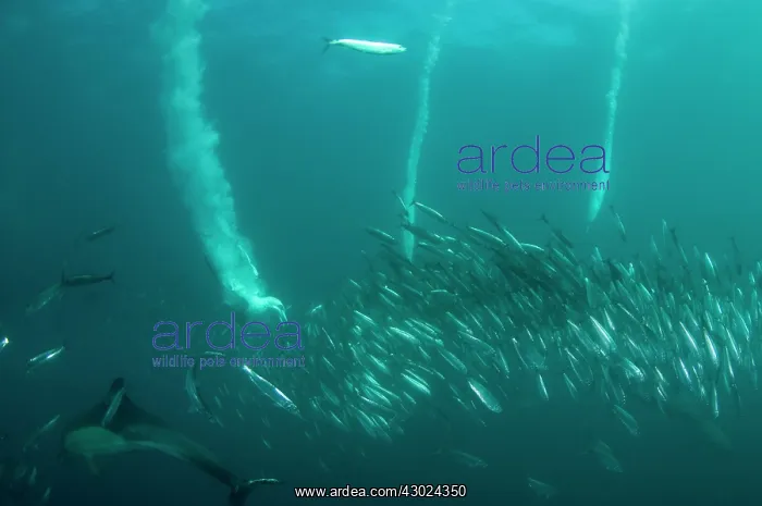 : Cape Gannets plumes from diving in to baitball (school : Cape Gannets plumes from diving in to baitball (school
