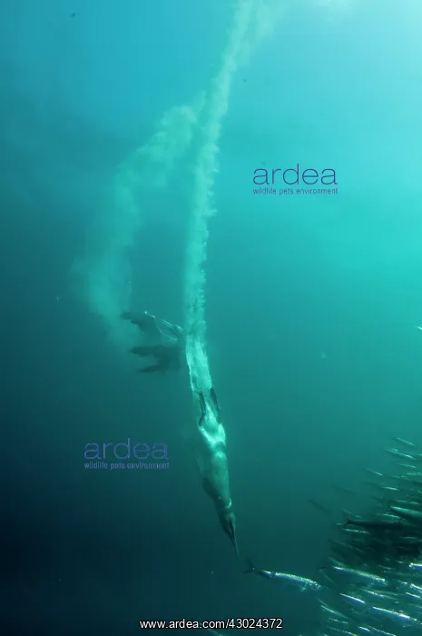 : Cape Gannets plumes by diving into baitball (school : Cape Gannets plumes by diving into baitball (school