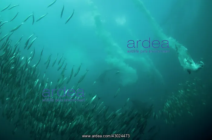 : Cape Gannets plumes by diving into baitball (school : Cape Gannets plumes by diving into baitball (school