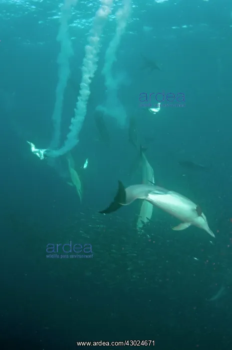 : Cape Gannets plumes from diving in to baitball (school : Cape Gannets plumes from diving in to baitball (school