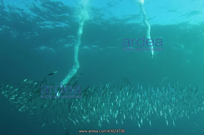 : Cape Gannets plumes by diving into baitball (school : Cape Gannets plumes by diving into baitball (school