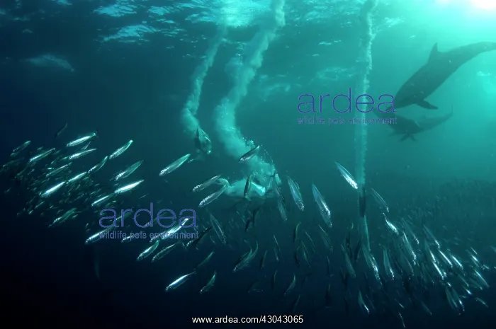 : Cape Gannets plumes from diving in to baitball (school : Cape Gannets plumes from diving in to baitball (school