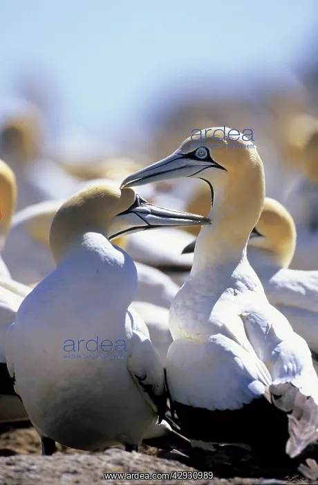 : Cape GANNETS - preening each other : Cape GANNETS - preening each other