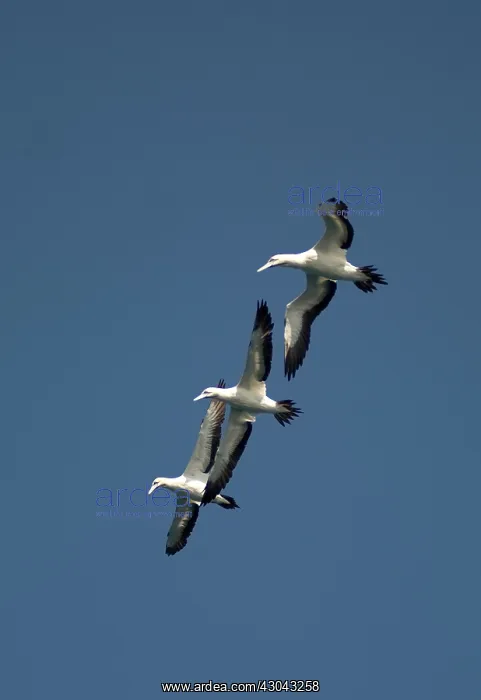  : Cape Gannets trio flying