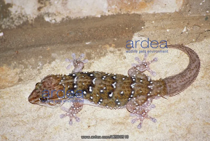  : CAPE GECKO