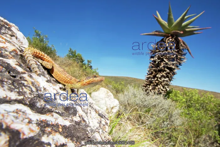 : Cape Girdled Lizard : Cape Girdled Lizard