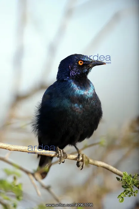 : Cape Glossy Starling : Cape Glossy Starling