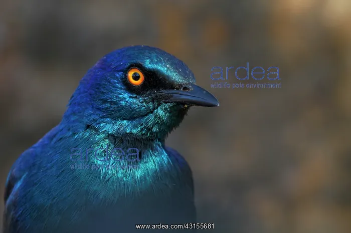 : Cape Glossy Starling : Cape Glossy Starling