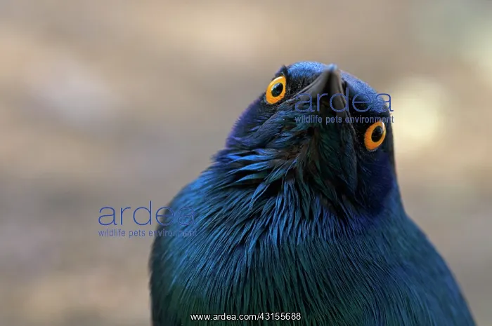 : Cape Glossy Starling : Cape Glossy Starling