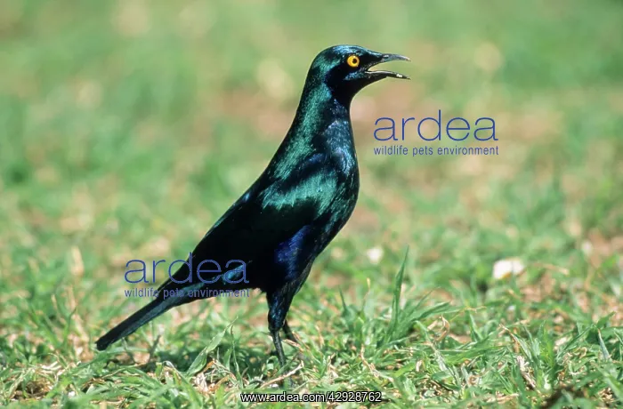 : Cape Glossy STARLING - Calling : Cape Glossy STARLING - Calling