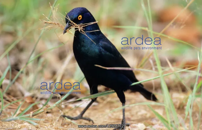 : Cape Glossy STARLING - Collecting nest material : Cape Glossy STARLING - Collecting nest material