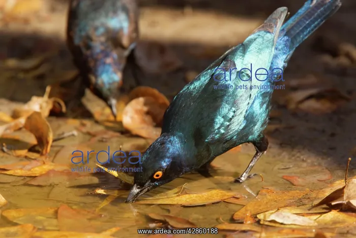 : Cape Glossy Starling - drinking at pool