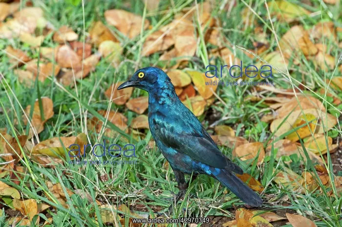 : Cape Glossy Starling - foraging on ground among : Cape Glossy Starling - foraging on ground among