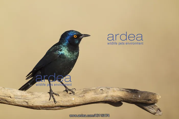 : Cape Glossy Starling - Kalahari Desert, Kgalagadi : Cape Glossy Starling - Kalahari Desert, Kgalagadi
