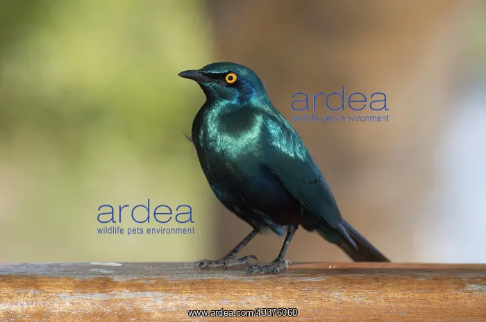 : Cape Glossy Starling - Kruger National Park, Transvaal : Cape Glossy Starling - Kruger National Park, Transvaal