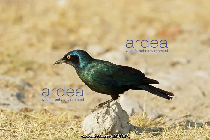 : Cape Glossy Starling - perched on a rock : Cape Glossy Starling - perched on a rock