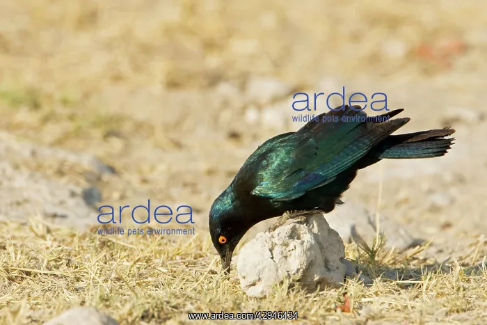 : Cape Glossy Starling - perched on a rock looking : Cape Glossy Starling - perched on a rock looking