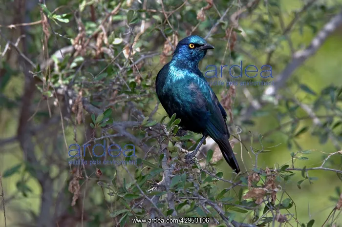 : Cape Glossy Starling - widespread in western Angola : Cape Glossy Starling - widespread in western Angola