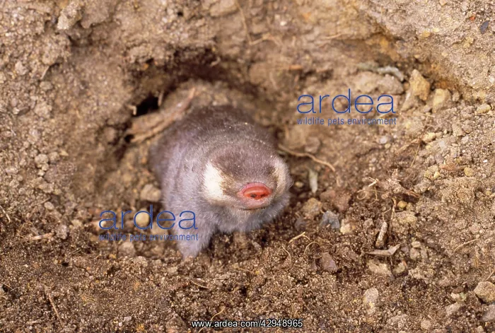: Cape Golden MOLE : Cape Golden MOLE