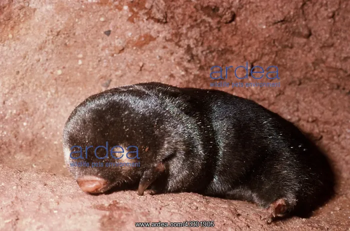 : CAPE GOLDEN MOLE : CAPE GOLDEN MOLE