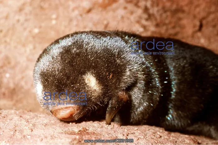 : CAPE GOLDEN MOLE : CAPE GOLDEN MOLE