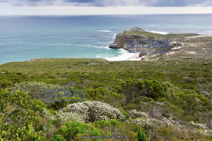 : Cape of Good Hope. with wind-blown fynbos - view : Cape of Good Hope. with wind-blown fynbos - view