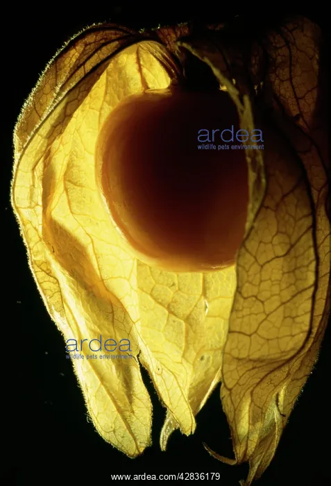  : Cape GOOSEBERRY