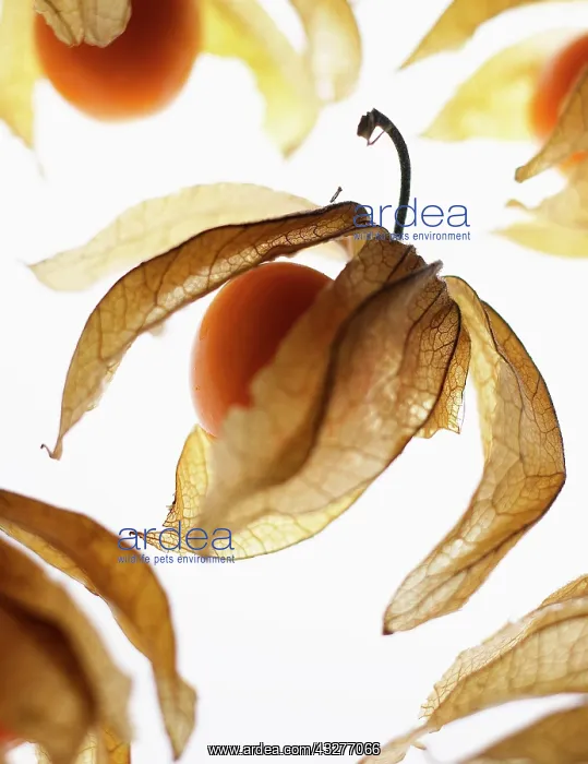 : Cape gooseberry, Physalis, Peach subject, White : Cape gooseberry, Physalis, Peach subject, White