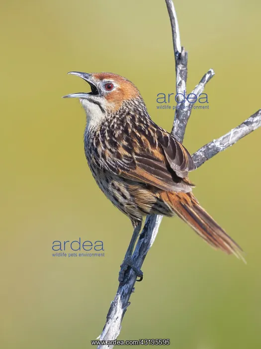 : Cape Grassbird (Sphenoeacus afer), side view of : Cape Grassbird (Sphenoeacus afer), side view of