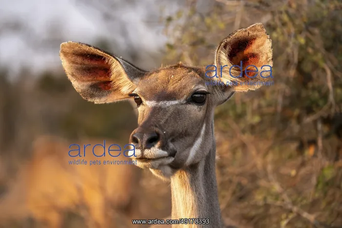 : Cape Greater Kudu (Strepsiceros strepsiceros) : Cape Greater Kudu (Strepsiceros strepsiceros)
