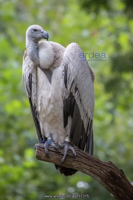 : Cape griffon or (Gyps coprotheres) sitting on branch : Cape griffon or (Gyps coprotheres) sitting on branch