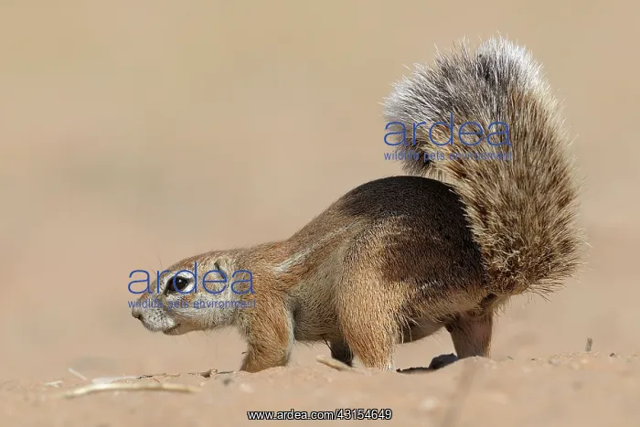: Cape Ground Squirrel : Cape Ground Squirrel