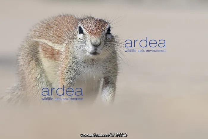 : Cape Ground Squirrel : Cape Ground Squirrel
