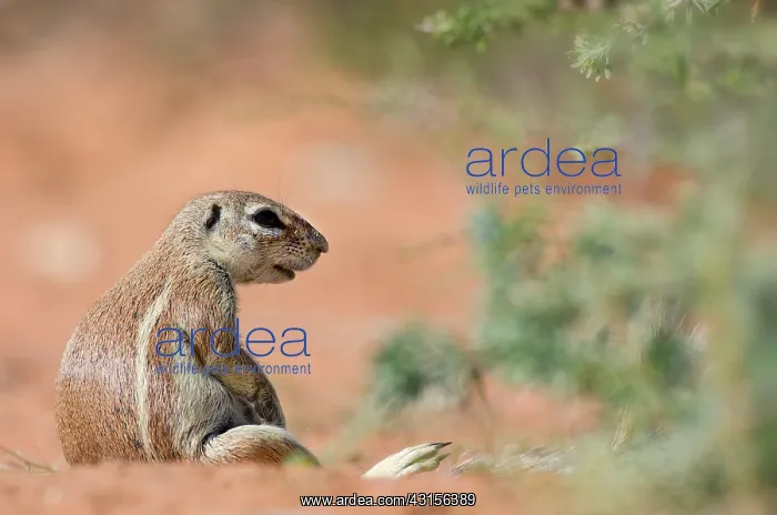 : Cape Ground Squirrel : Cape Ground Squirrel