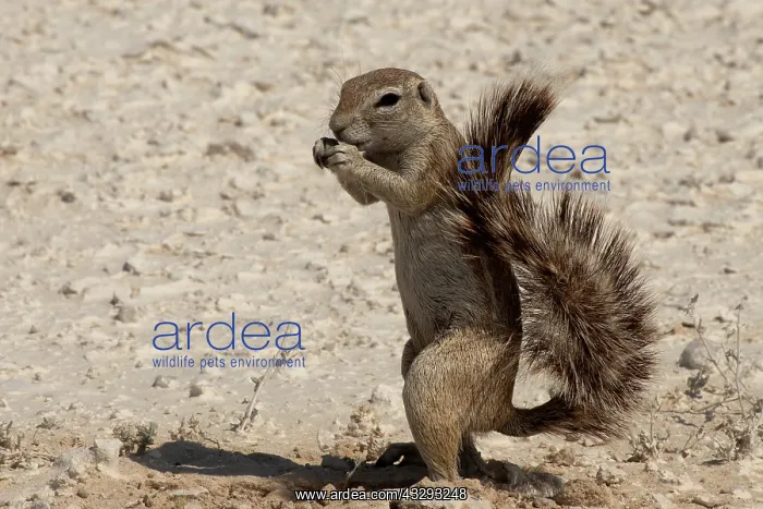 : The Cape ground squirrel is found in most of the drier parts : The Cape ground squirrel is found in most of the drier parts