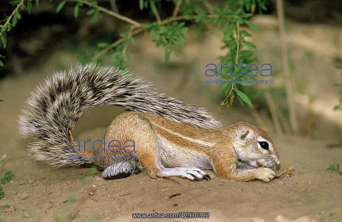 : Cape Ground Squirrel - feeding : Cape Ground Squirrel - feeding