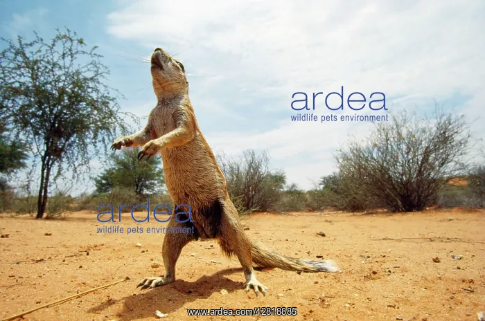 : Cape Ground Squirrel / South African Ground Squirrel : Cape Ground Squirrel / South African Ground Squirrel