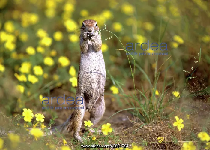 : Cape Ground Squirrel / South African Ground Squirrel : Cape Ground Squirrel / South African Ground Squirrel