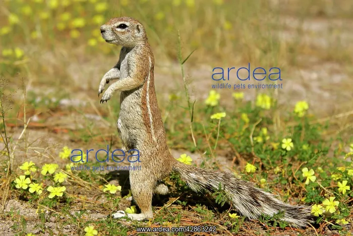 : Cape Ground Squirrel / South African Ground Squirrel : Cape Ground Squirrel / South African Ground Squirrel