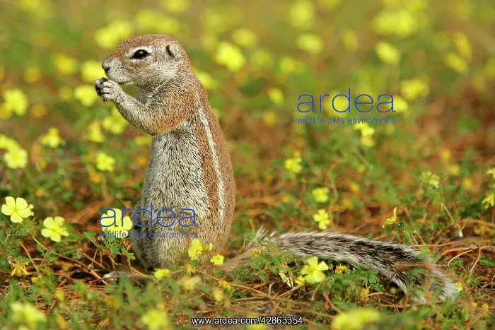 : Cape Ground Squirrel / South African Ground Squirrel : Cape Ground Squirrel / South African Ground Squirrel