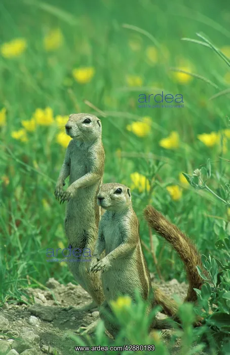 : Cape Ground Squirrel / South African Ground Squirrel : Cape Ground Squirrel / South African Ground Squirrel