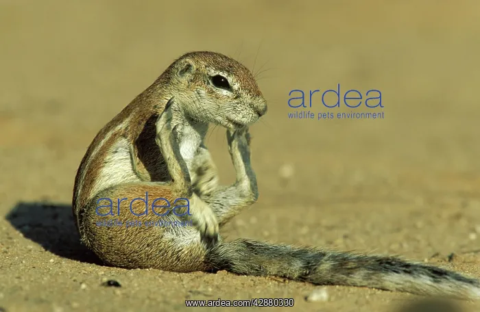 : Cape Ground Squirrel / South African Ground Squirrel : Cape Ground Squirrel / South African Ground Squirrel