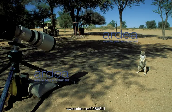 : Cape Ground Squirrel / South African Ground Squirrel : Cape Ground Squirrel / South African Ground Squirrel