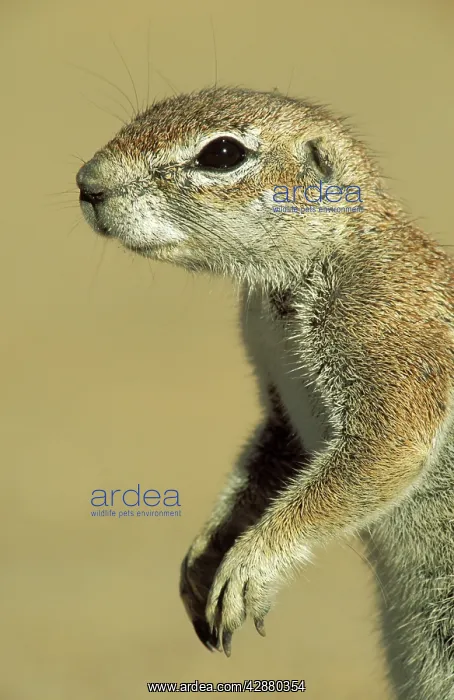 : Cape Ground Squirrel / South African Ground Squirrel : Cape Ground Squirrel / South African Ground Squirrel